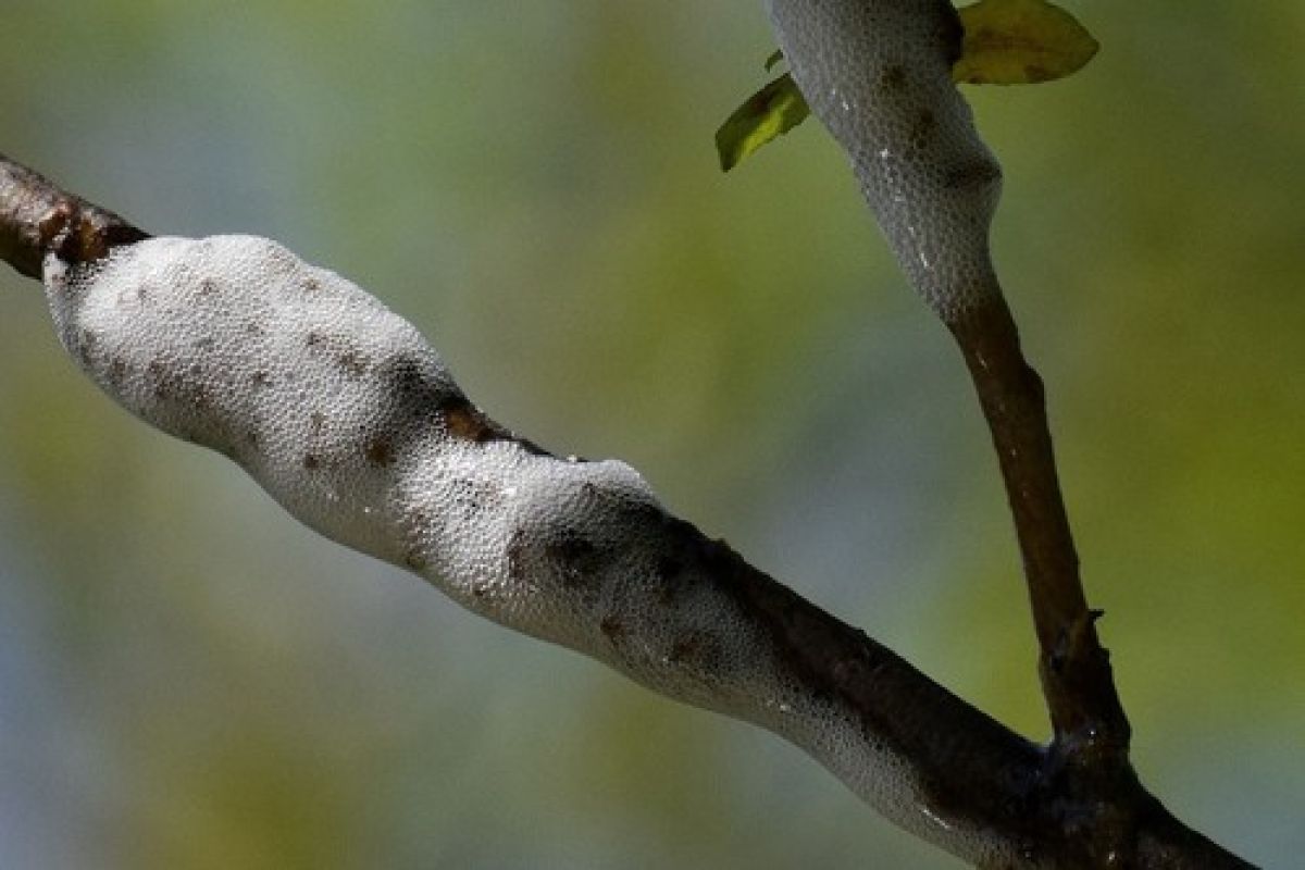 observation image