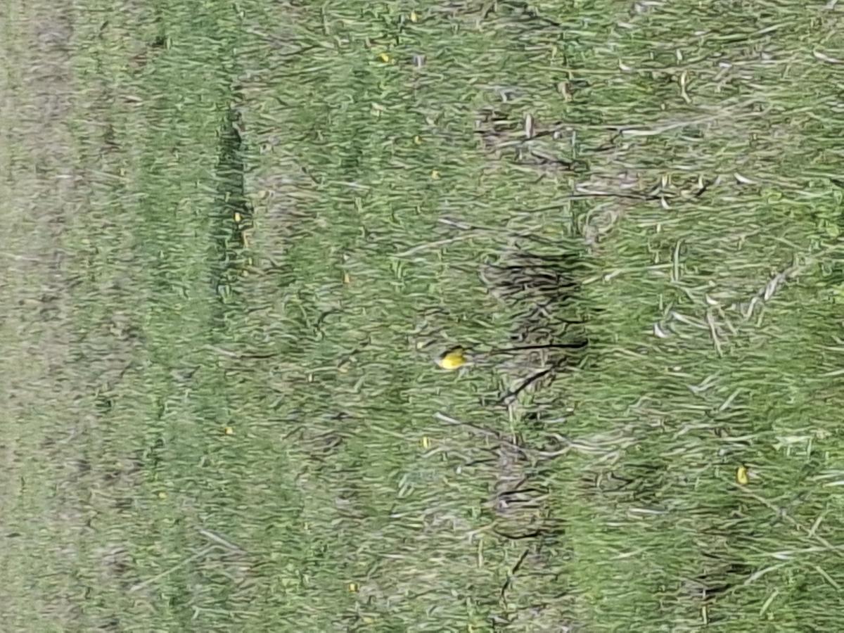 observation image