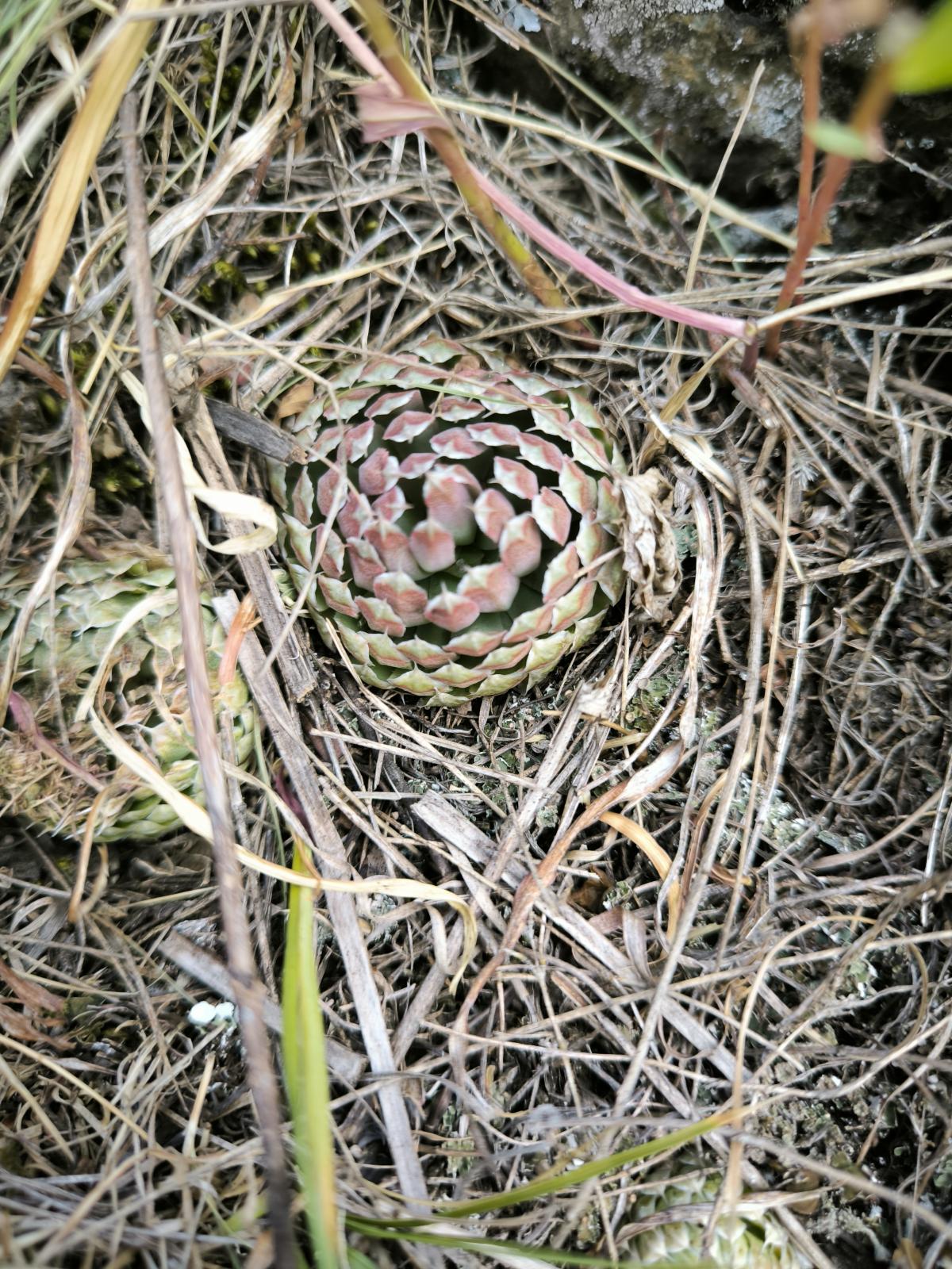 observation image
