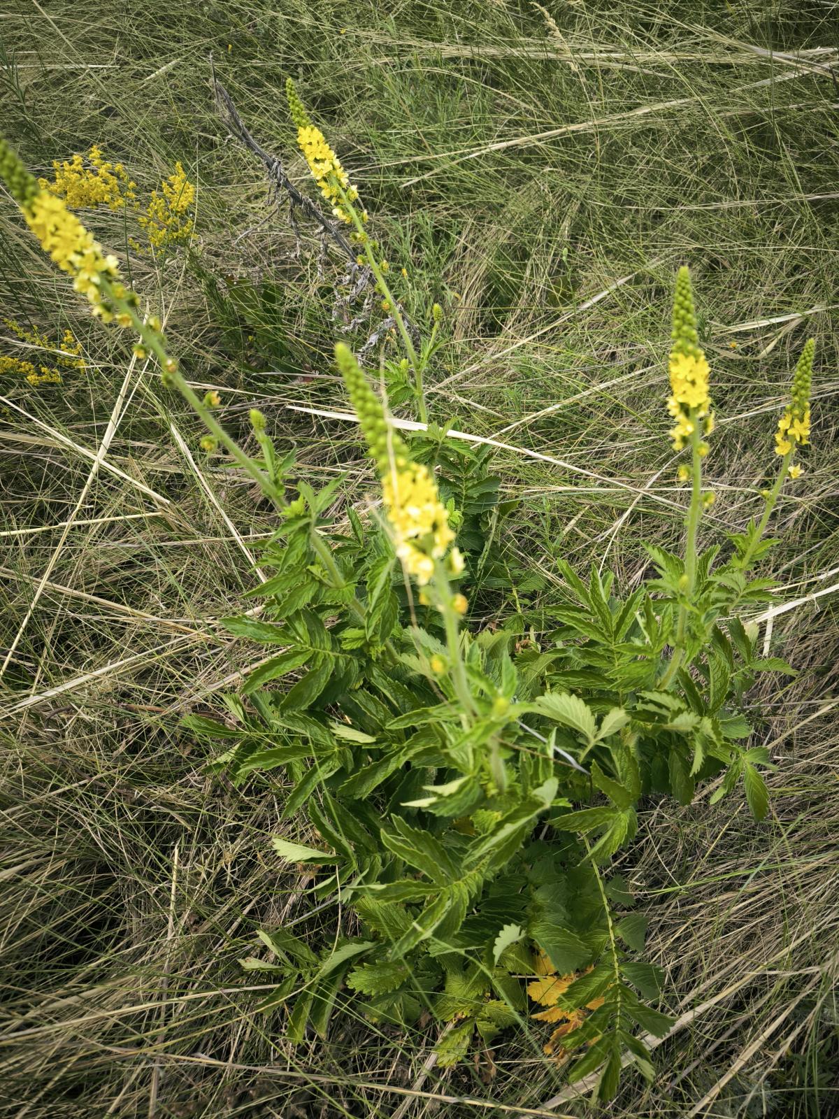 observation image