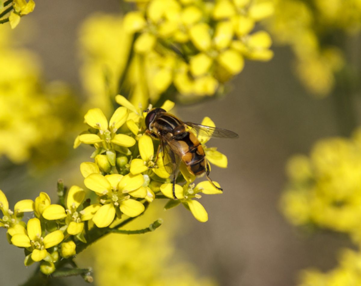 observation image