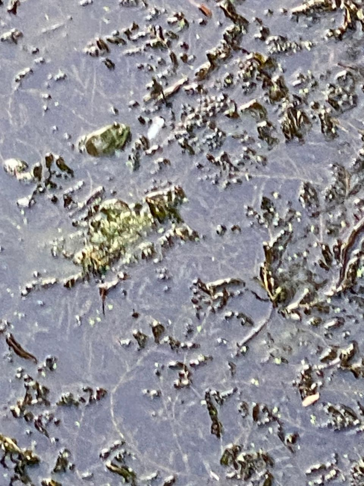 observation image