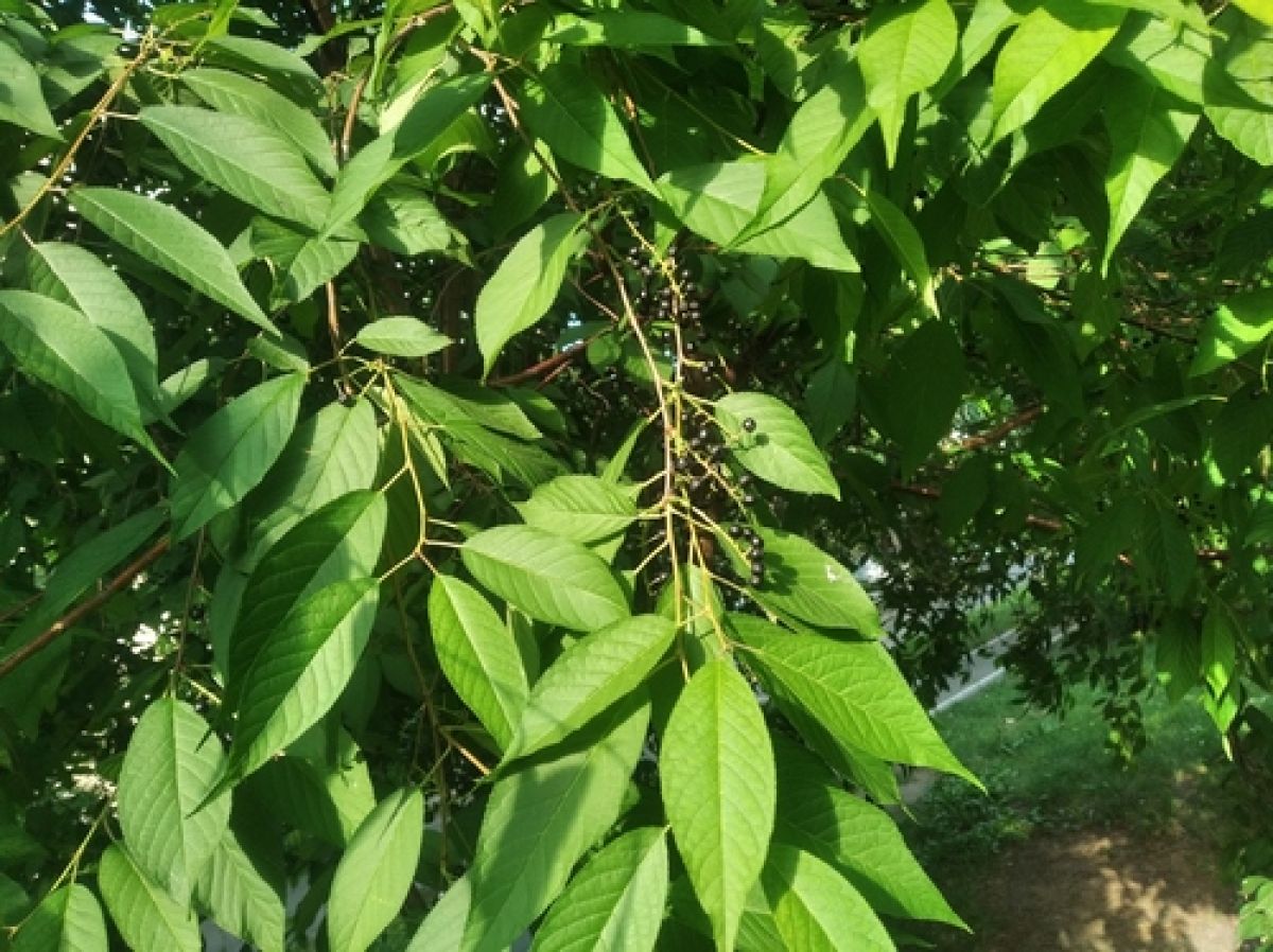 observation image