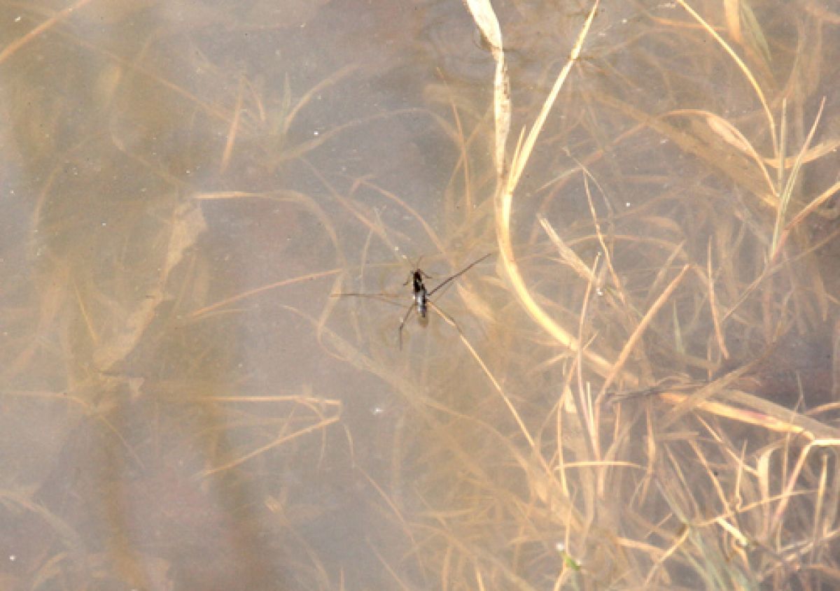 observation image