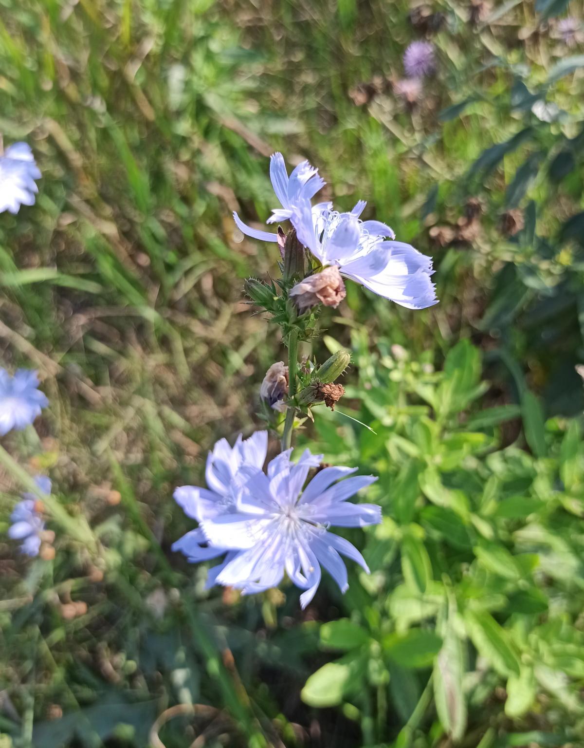 observation image