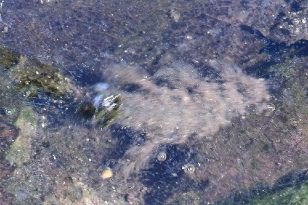 observation image
