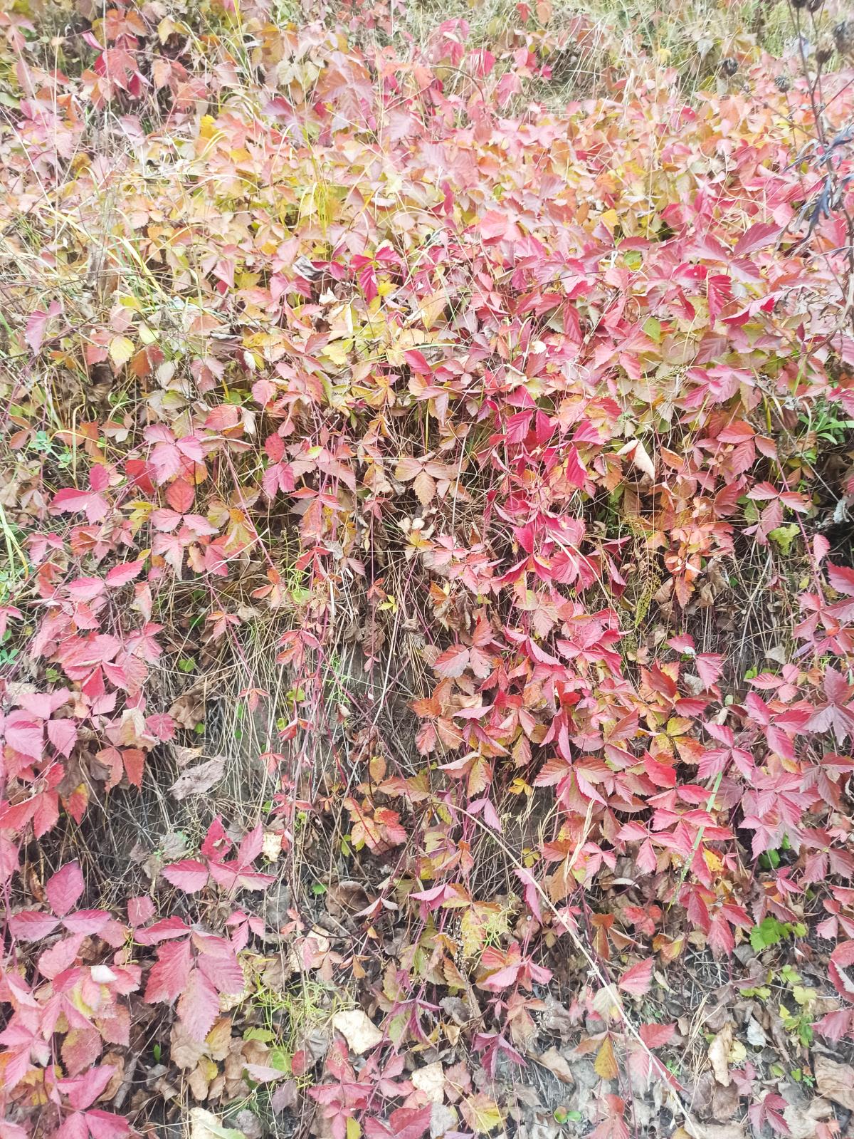 observation image