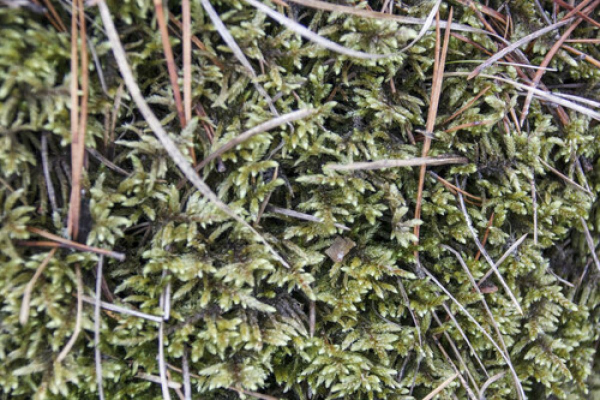 observation image