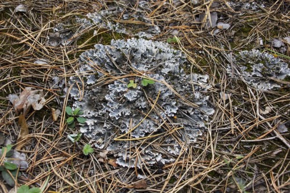 observation image
