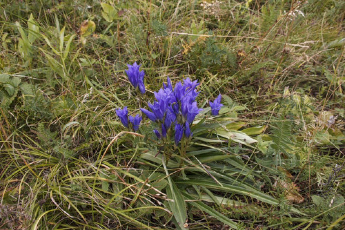 observation image