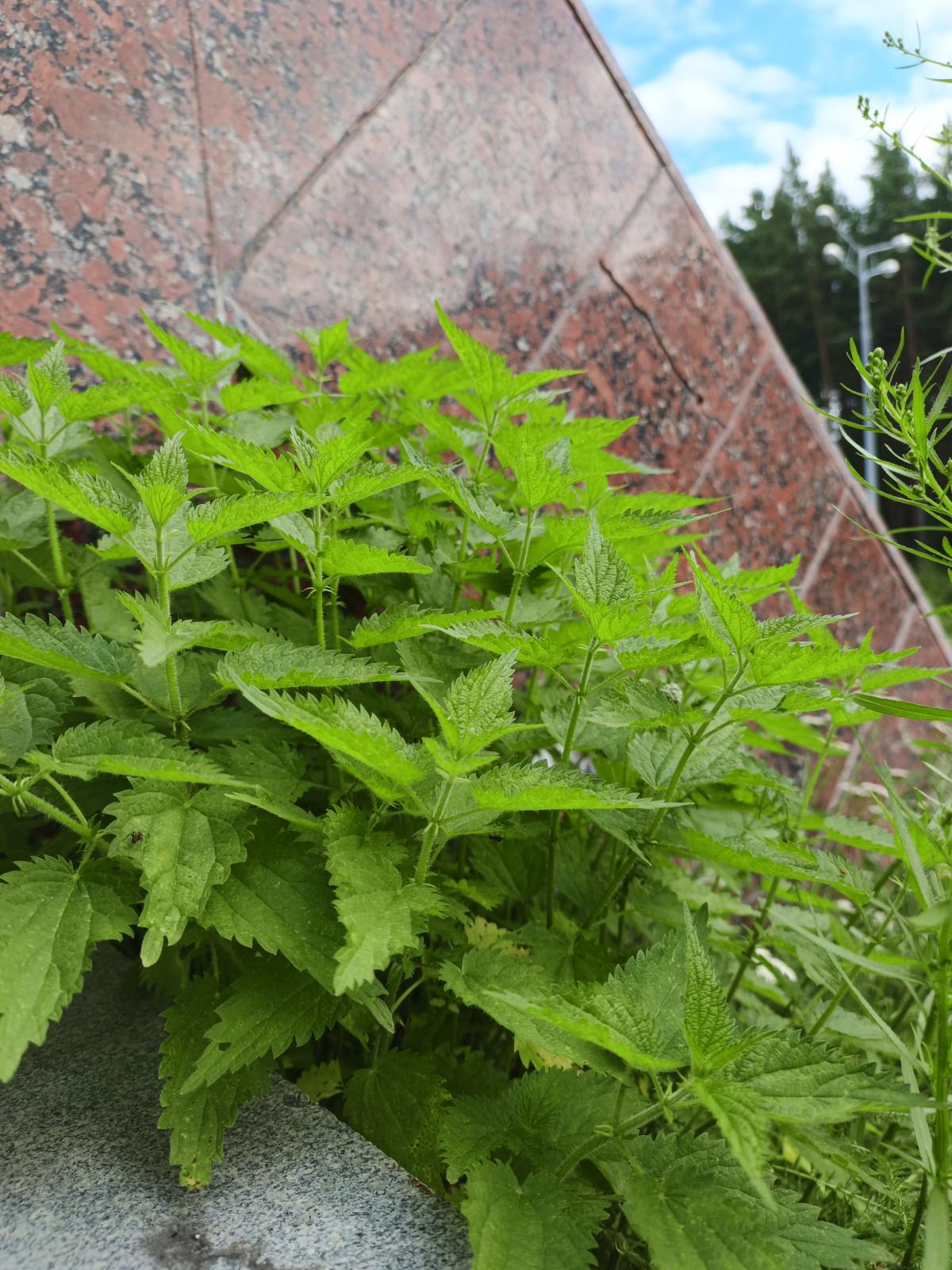 observation image