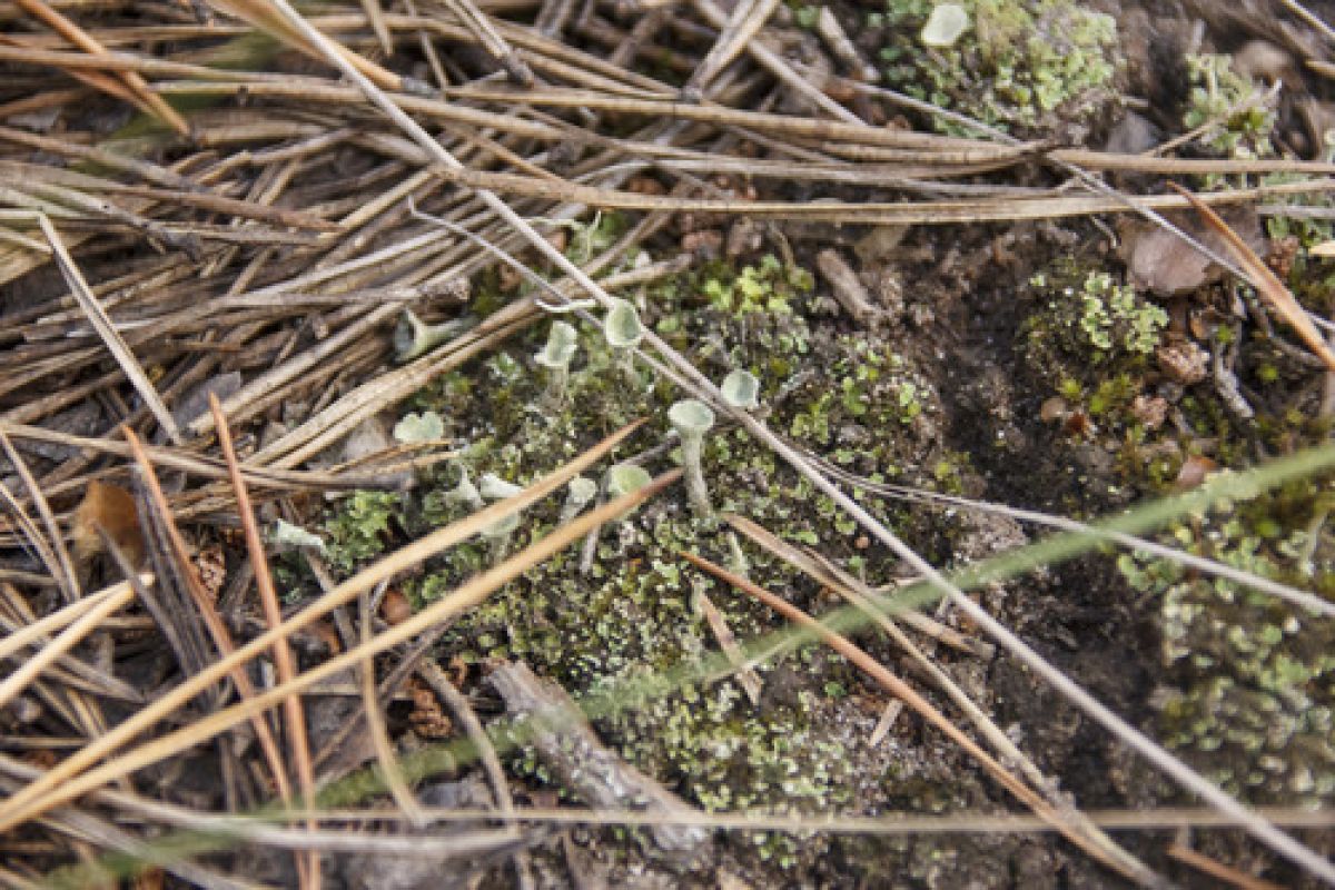 observation image