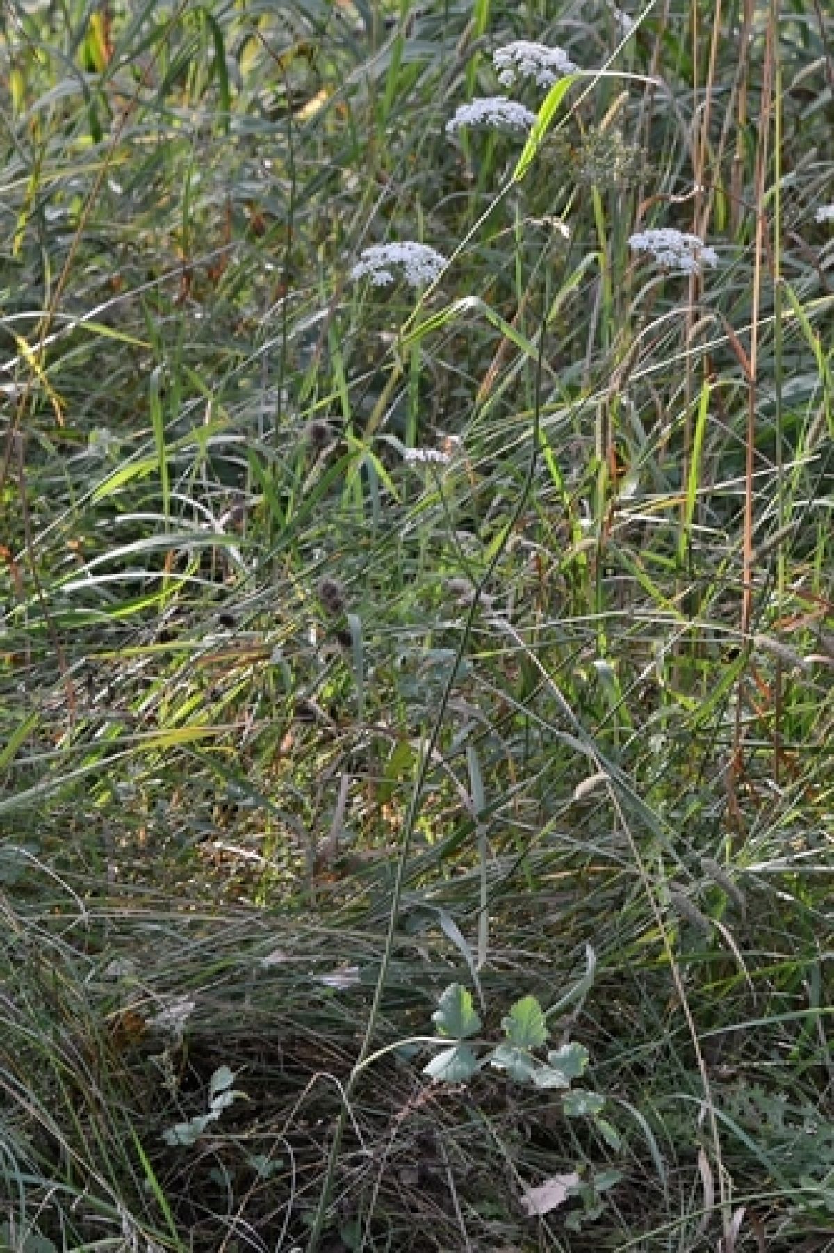observation image