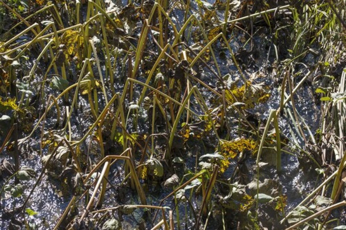 observation image
