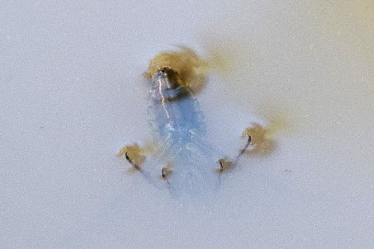 observation image