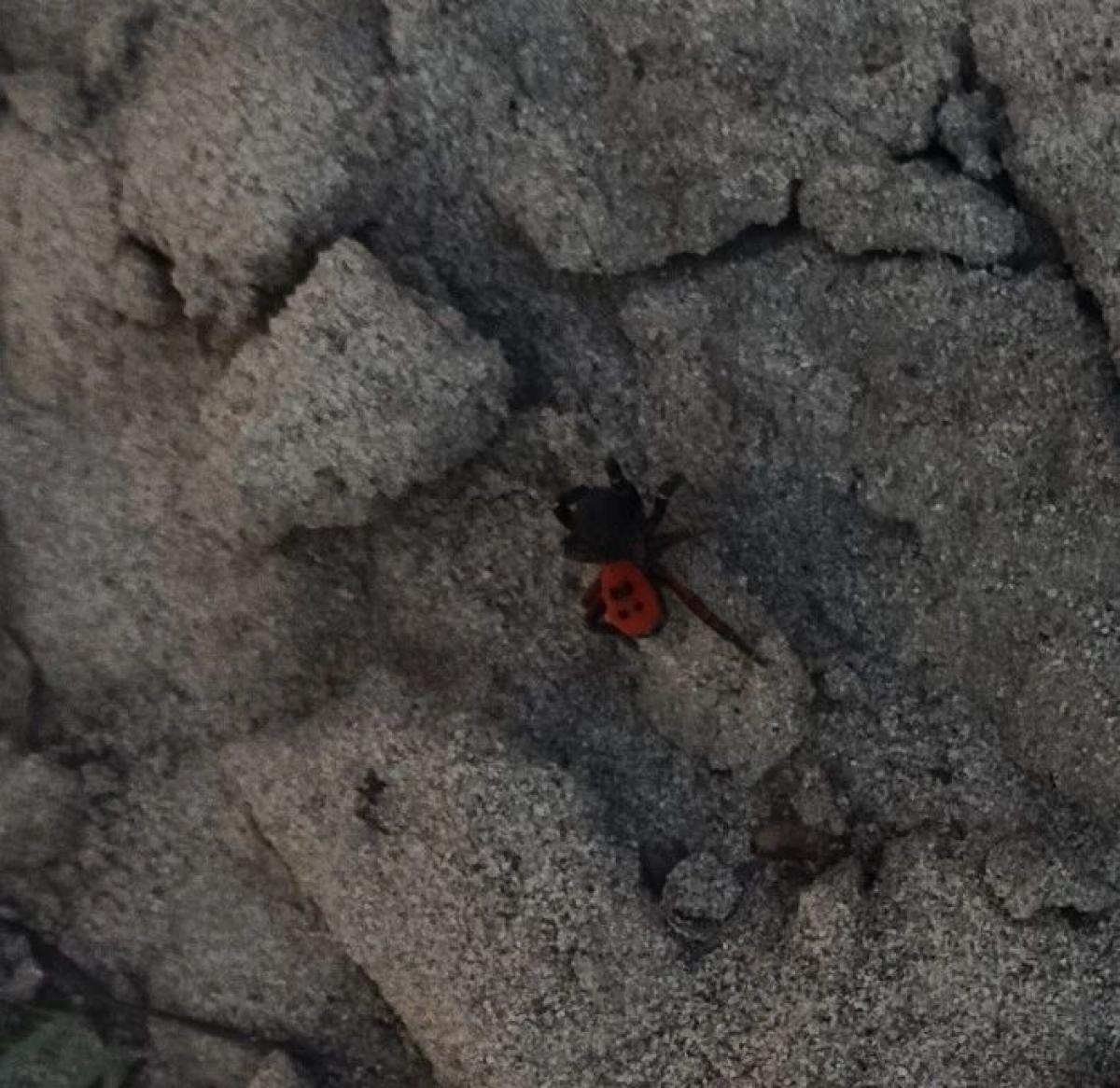 observation image