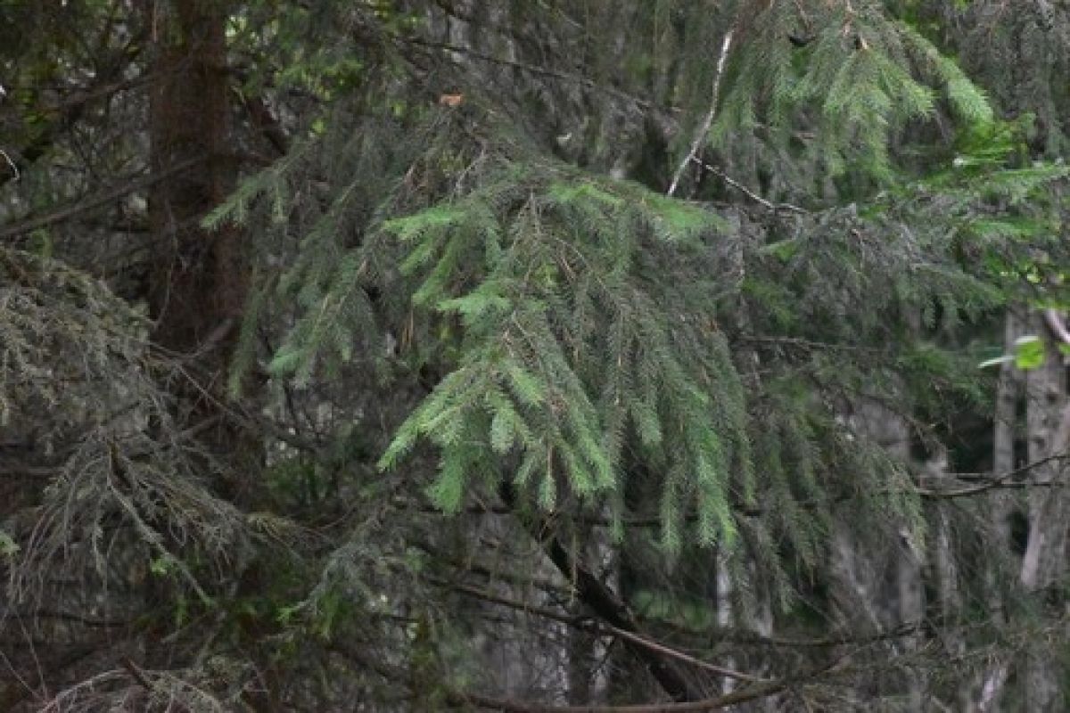 observation image