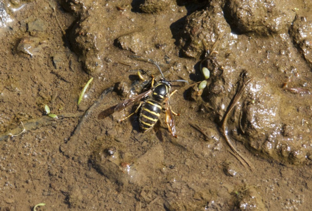 observation image