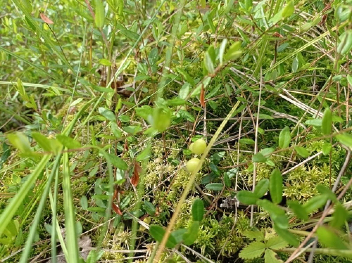 observation image