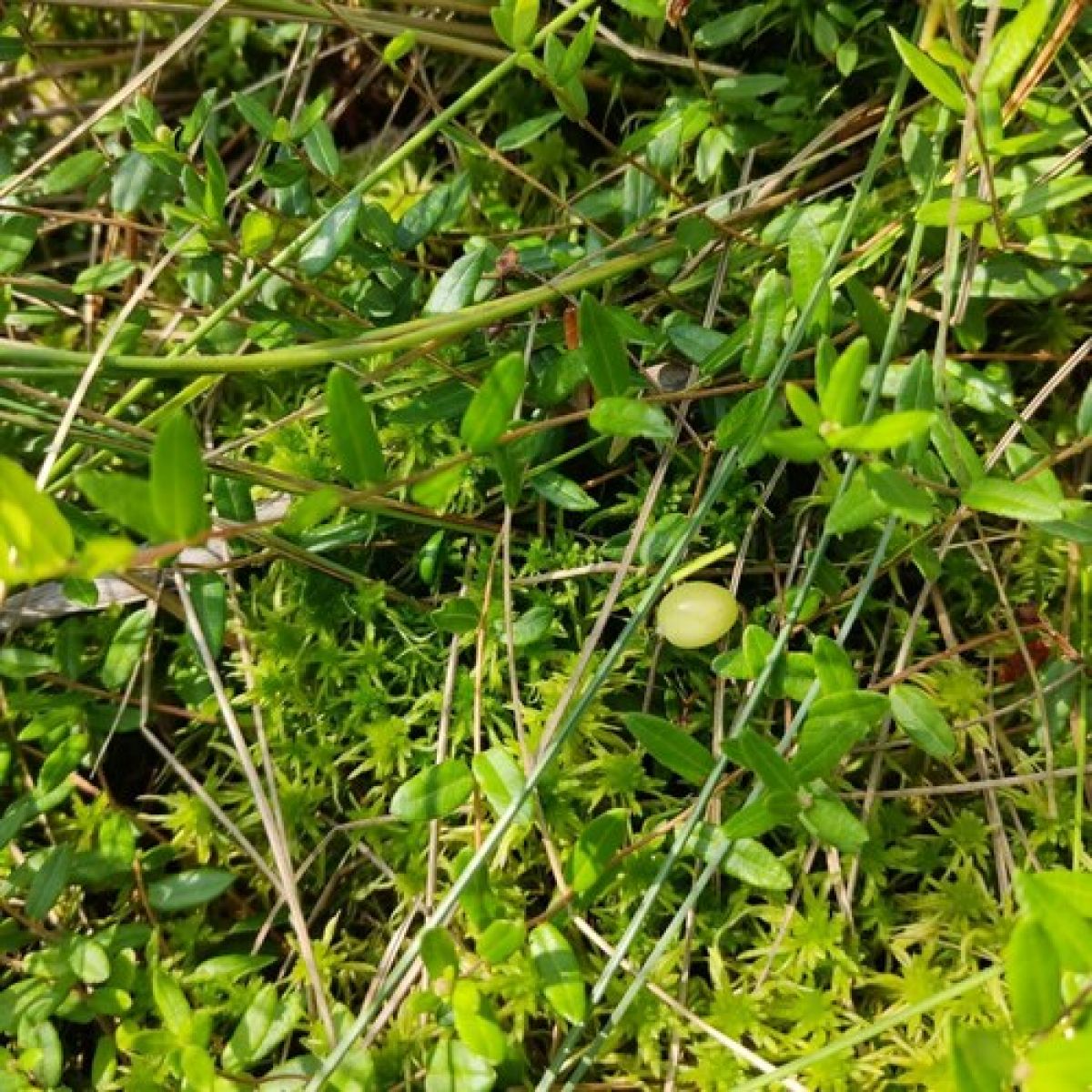 observation image