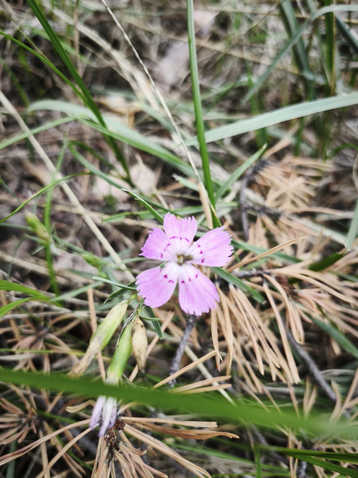 observation image