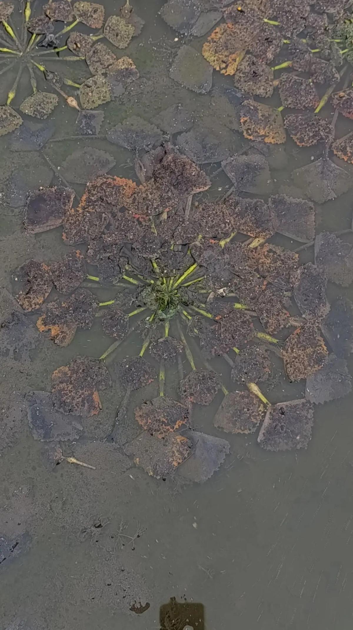 observation image