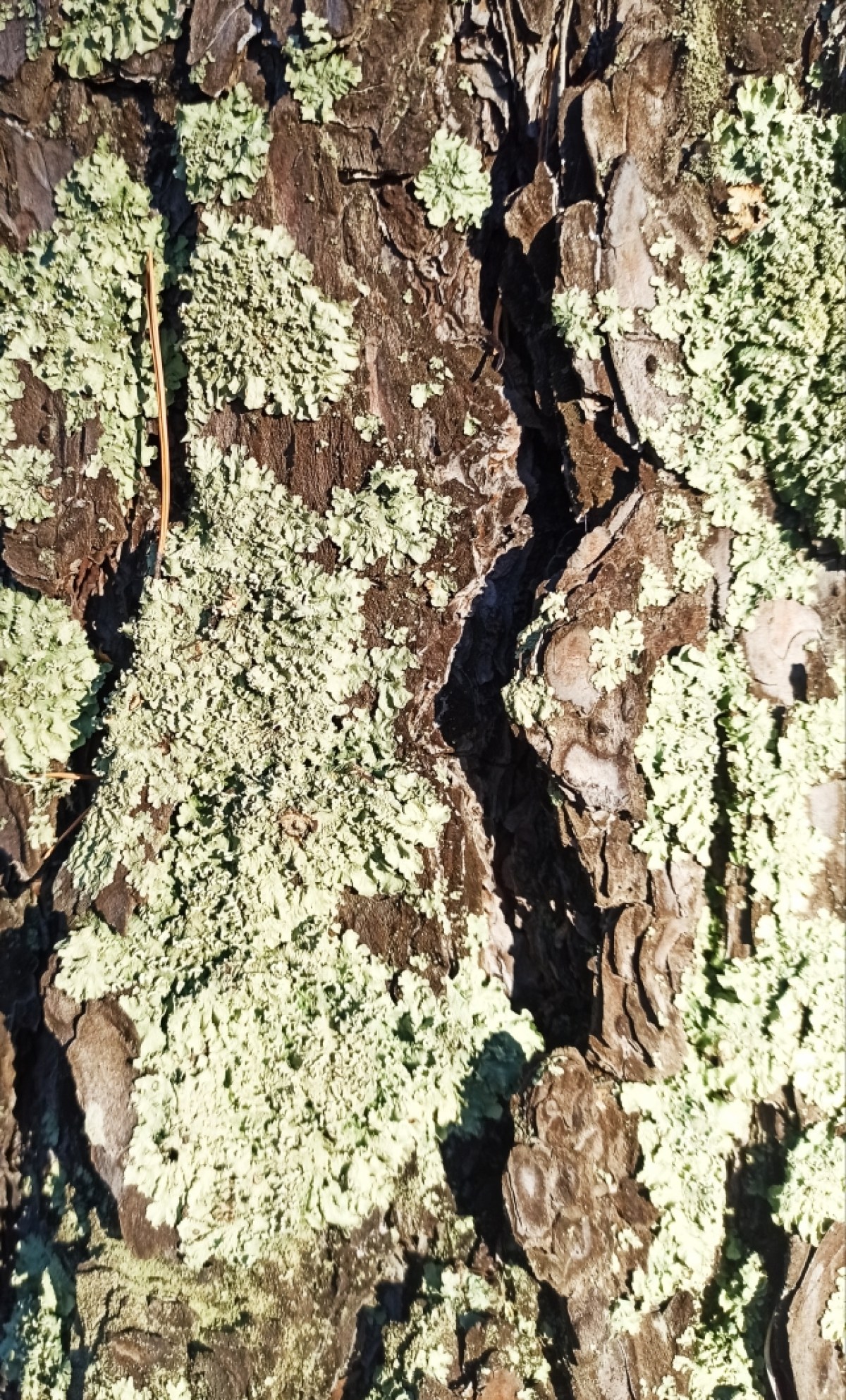 observation image