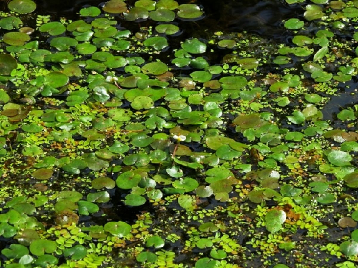 observation image