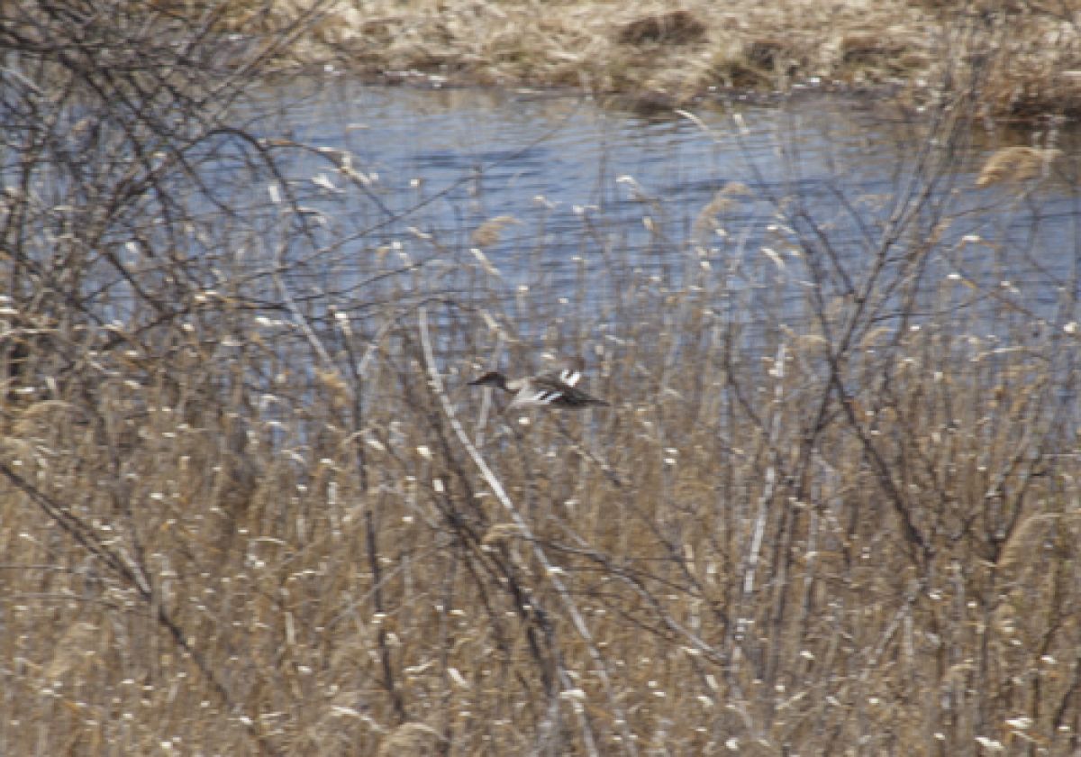 observation image