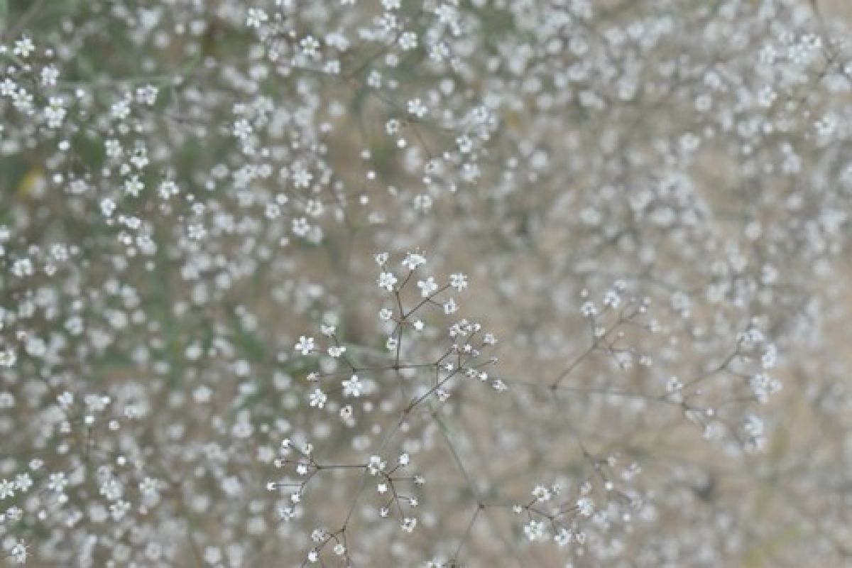 observation image