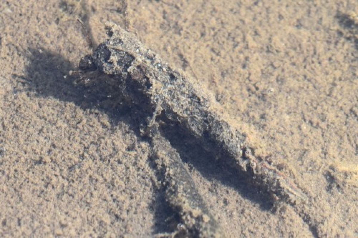 observation image