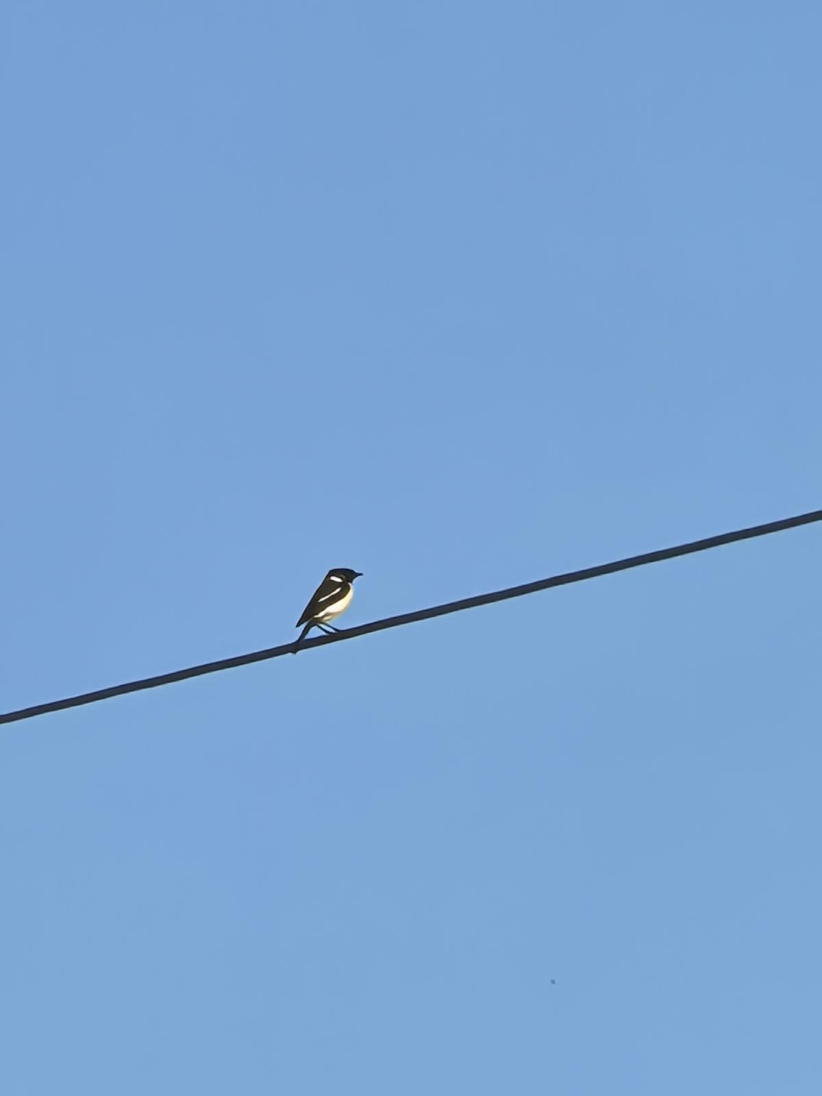 observation image