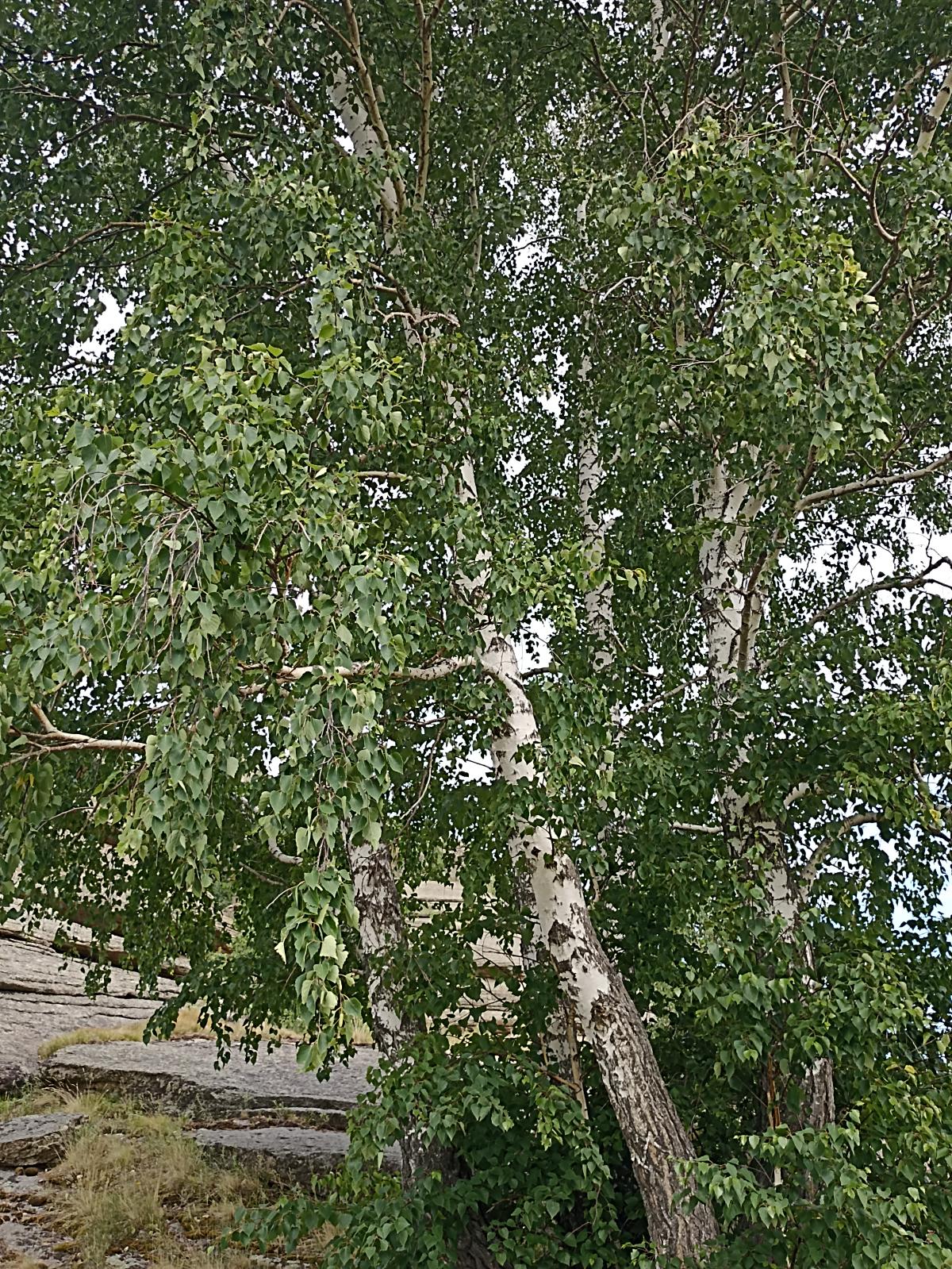 observation image