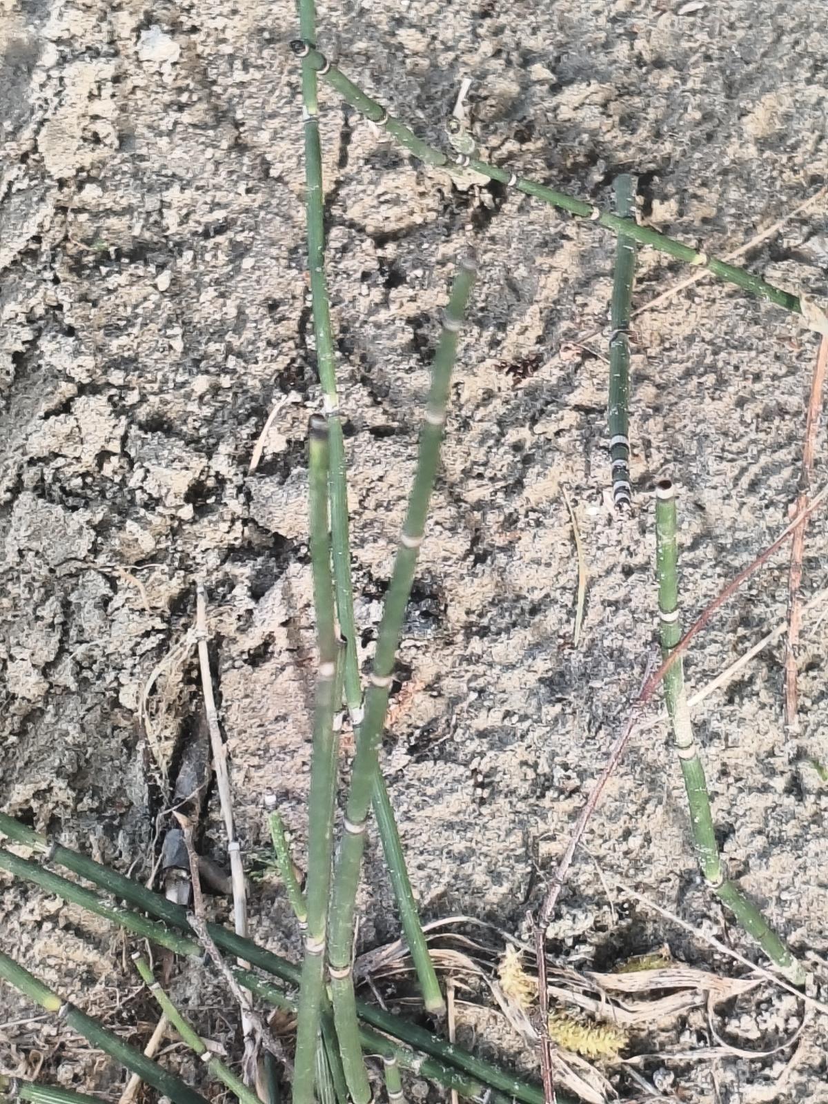 observation image