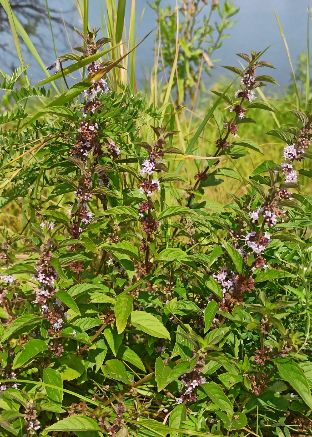 observation image