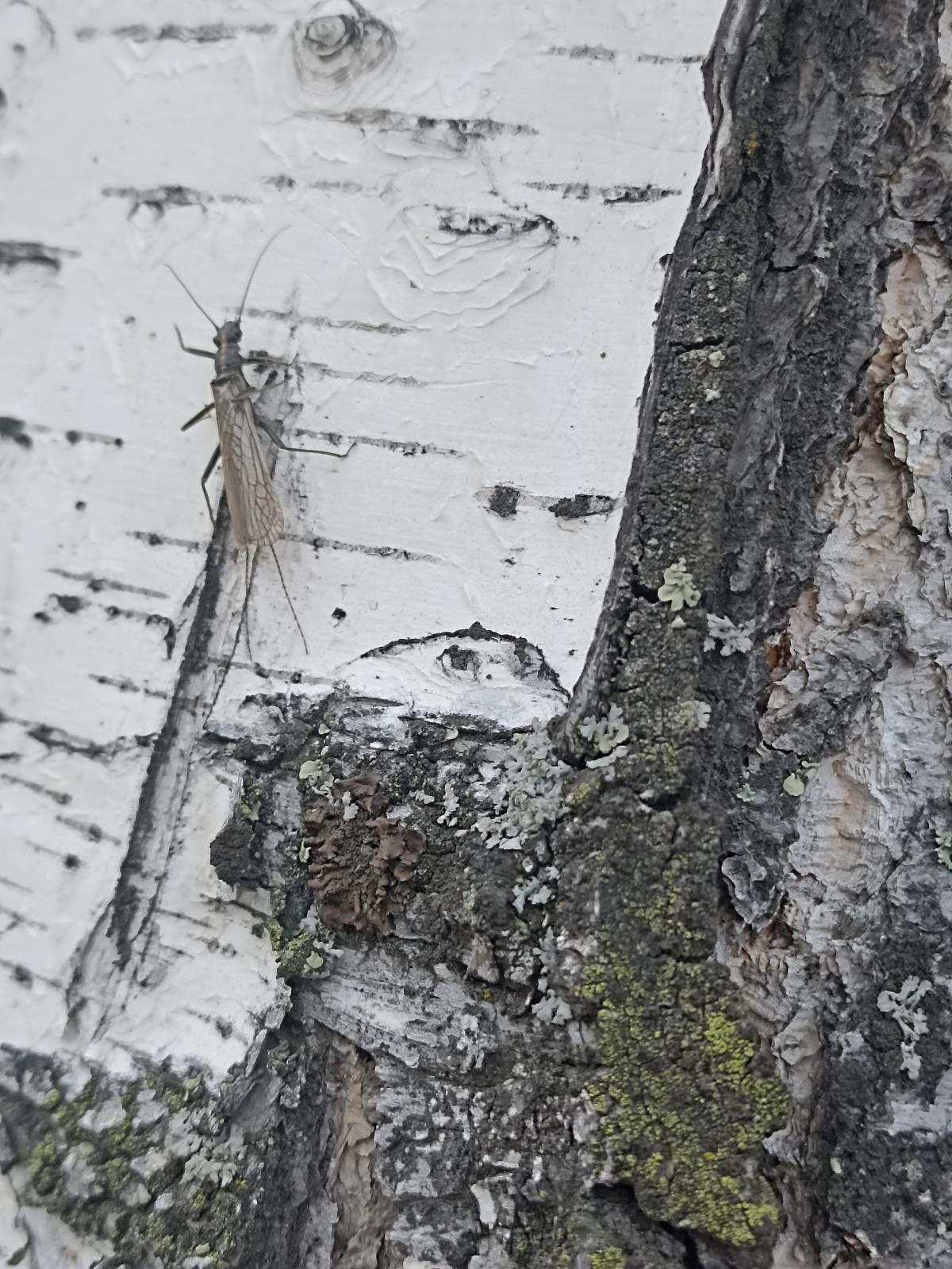 observation image