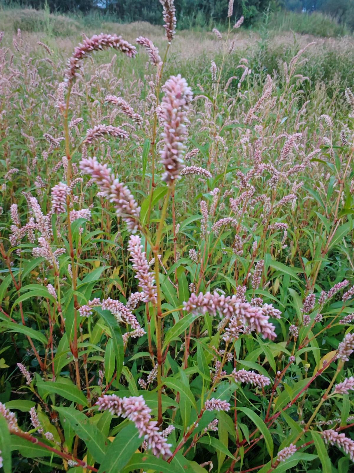 observation image