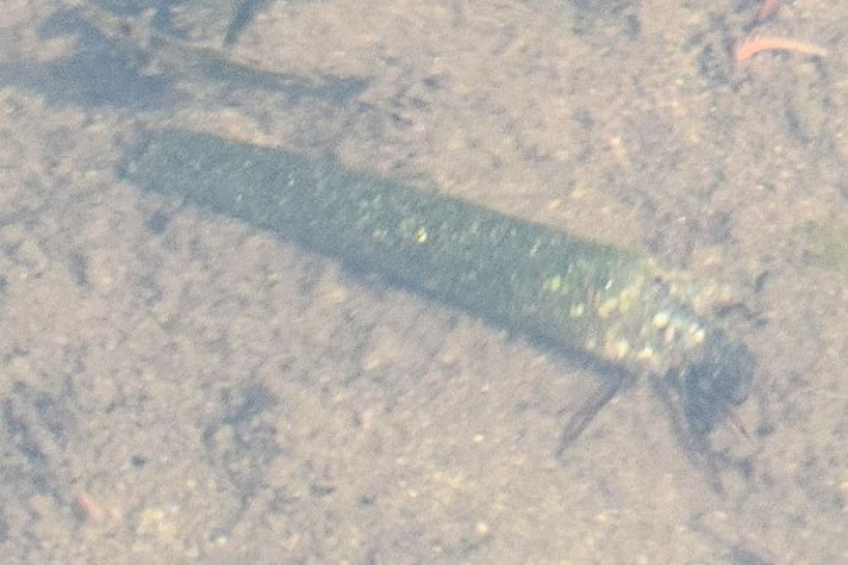 observation image