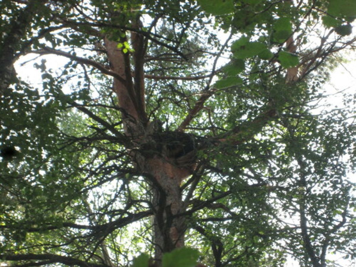 observation image