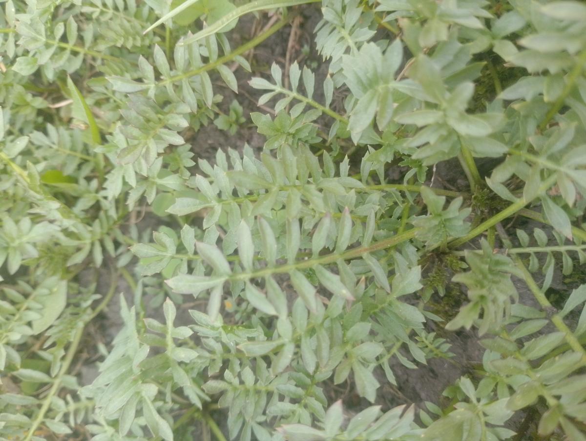 observation image
