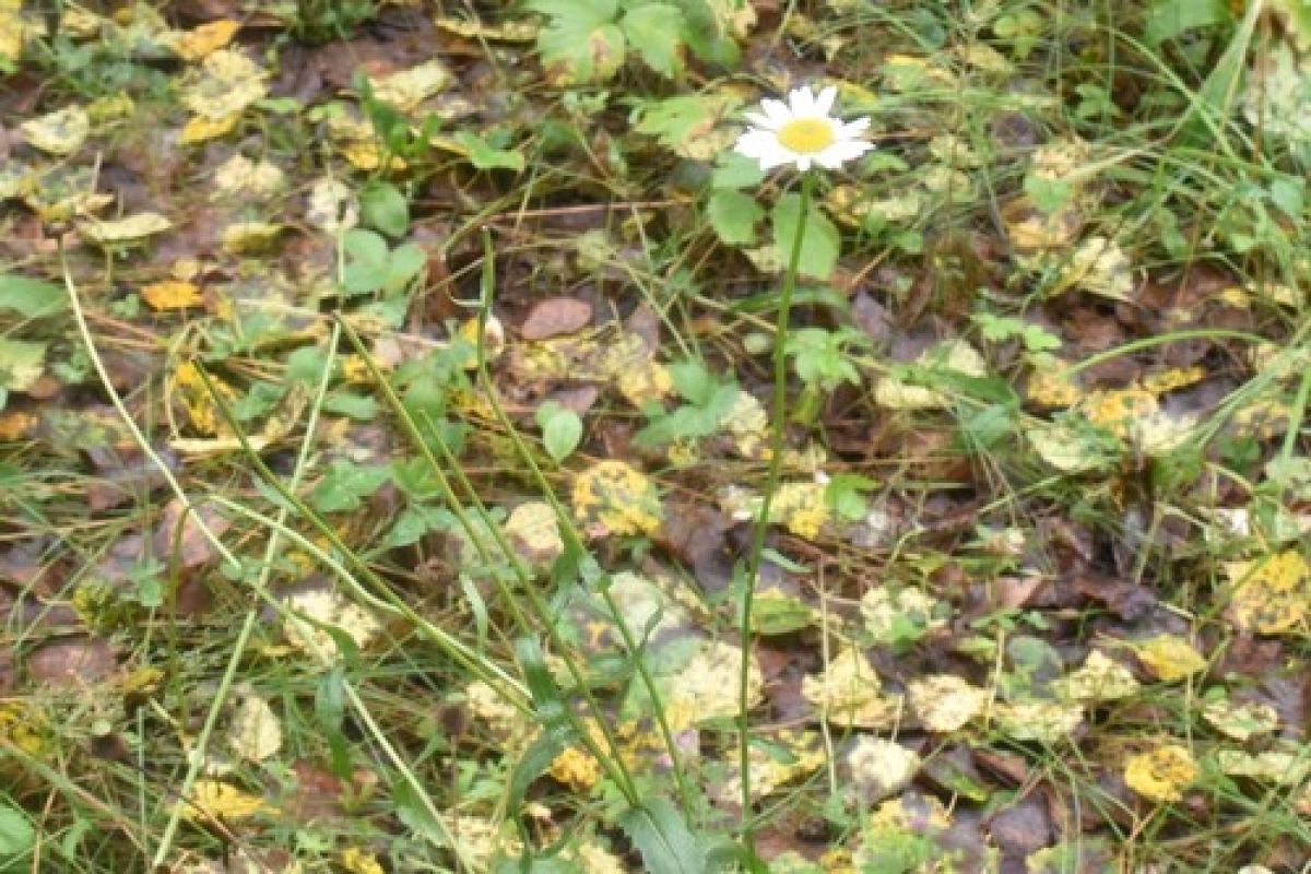 observation image