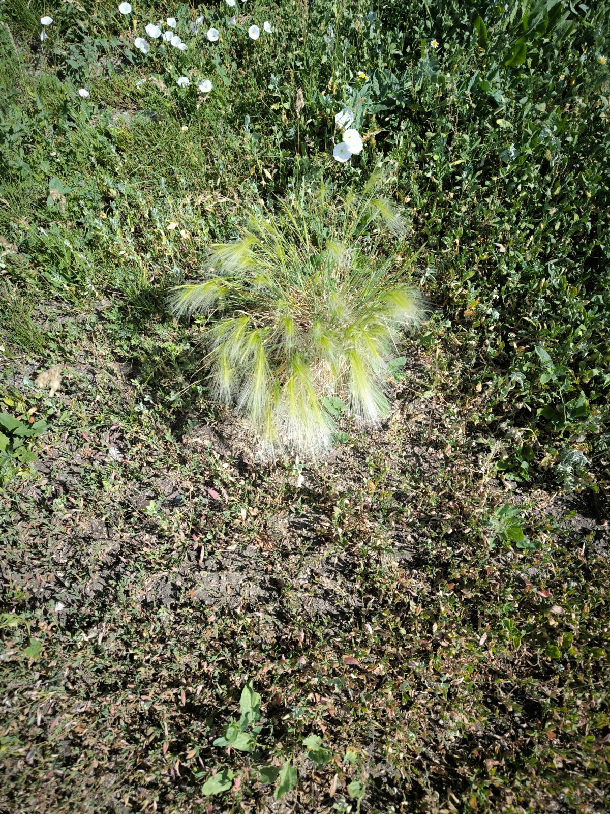 observation image