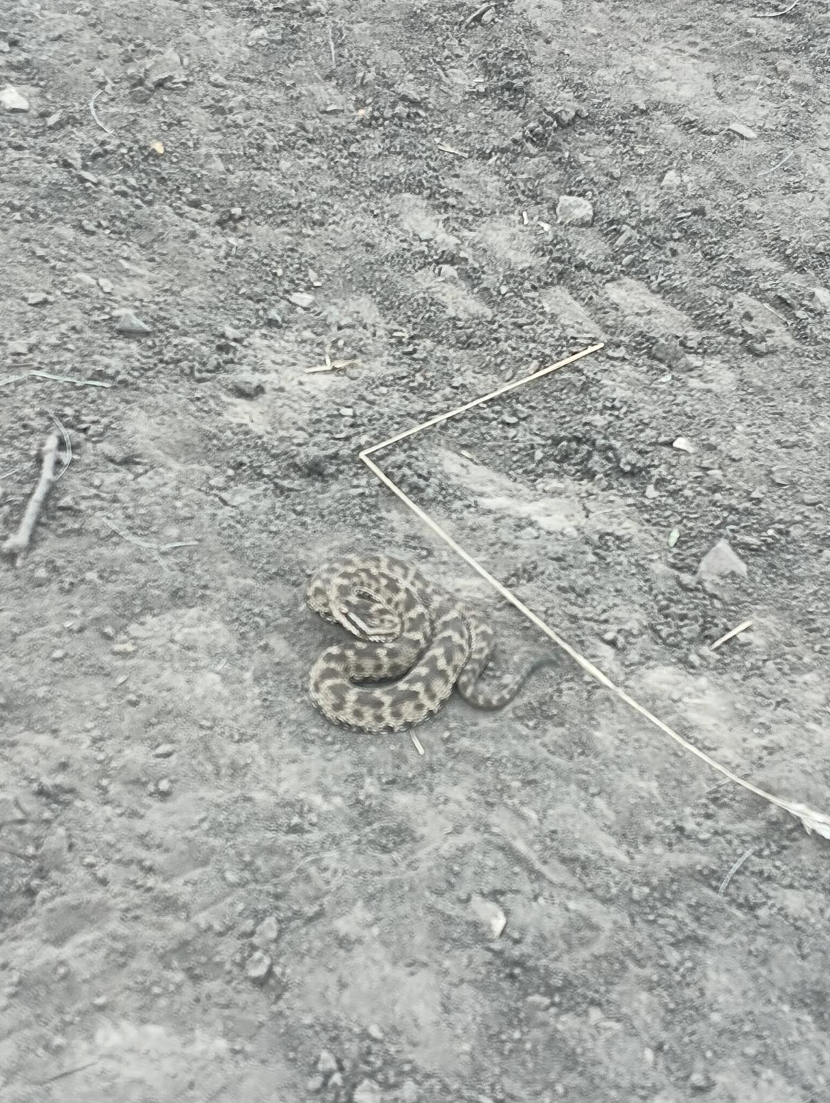 observation image