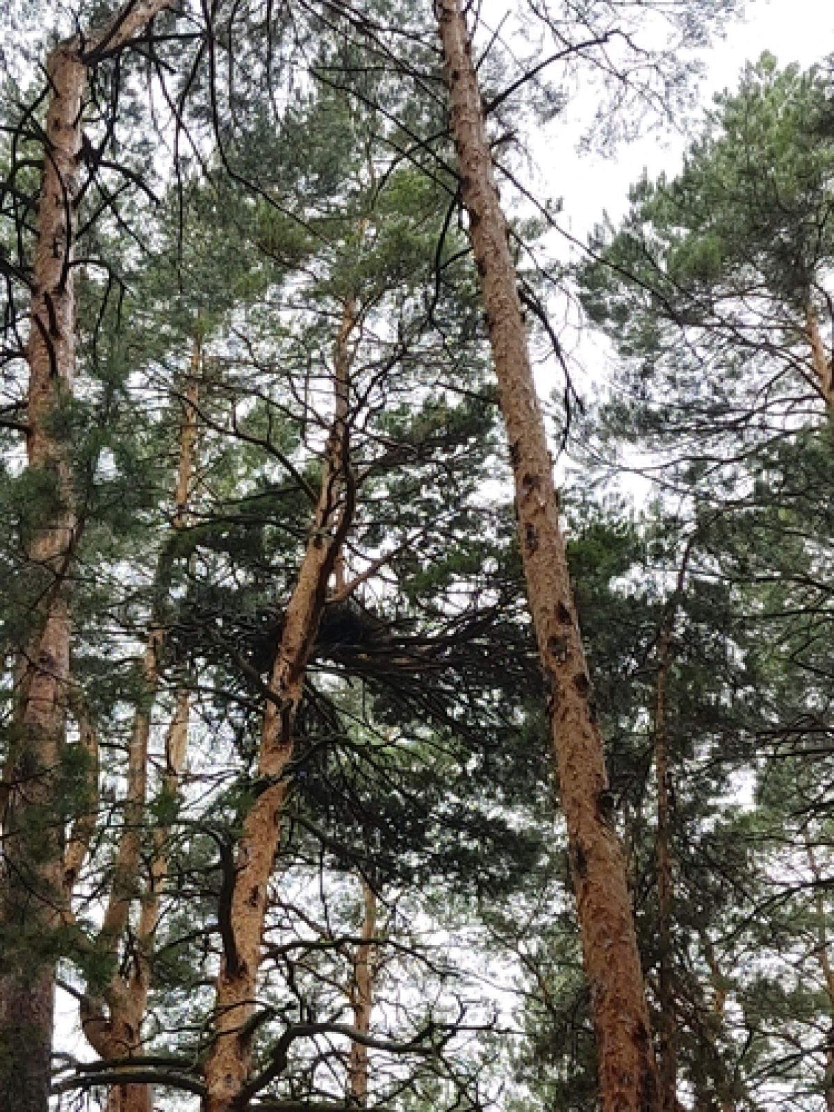 observation image