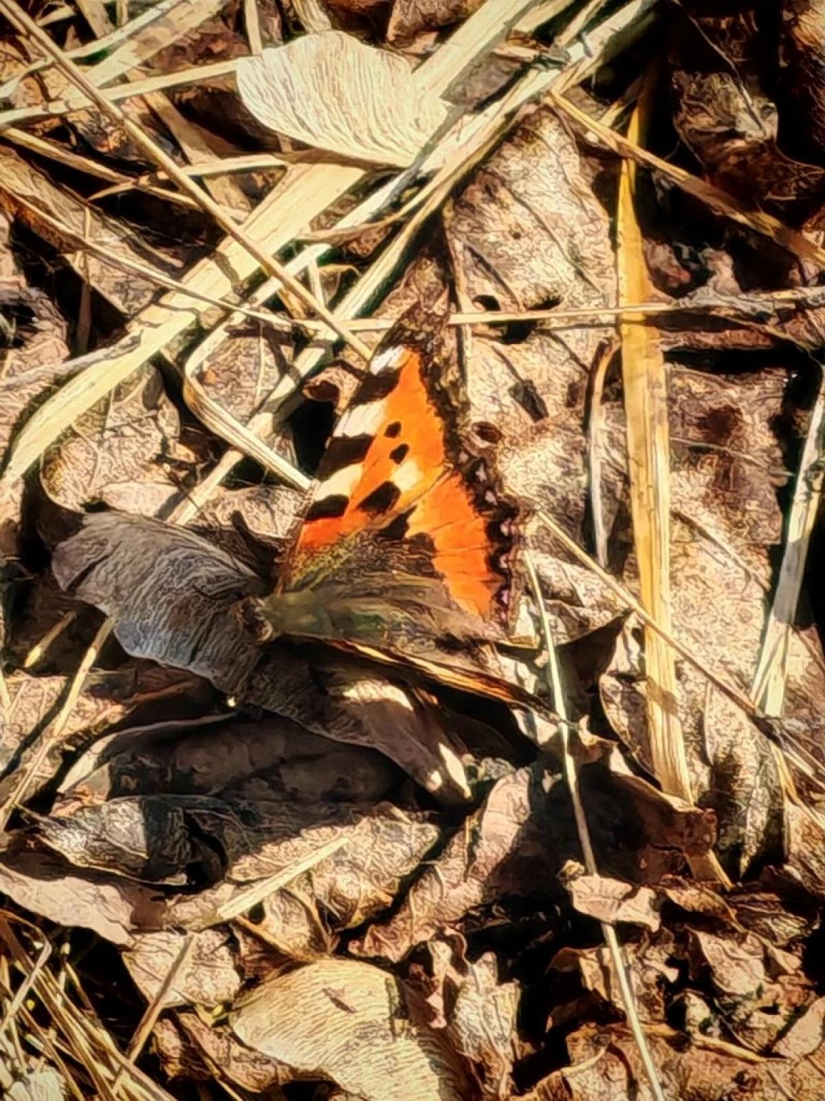 observation image