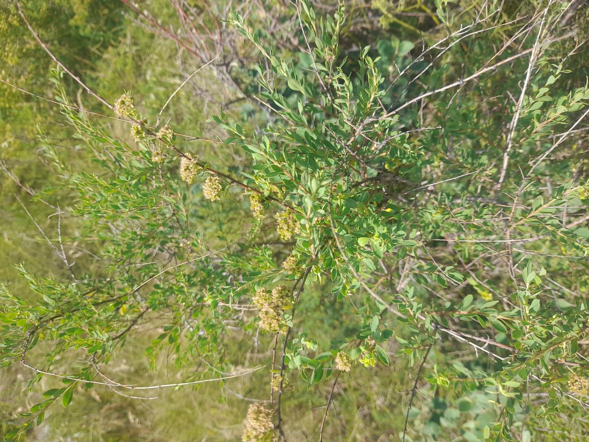 observation image