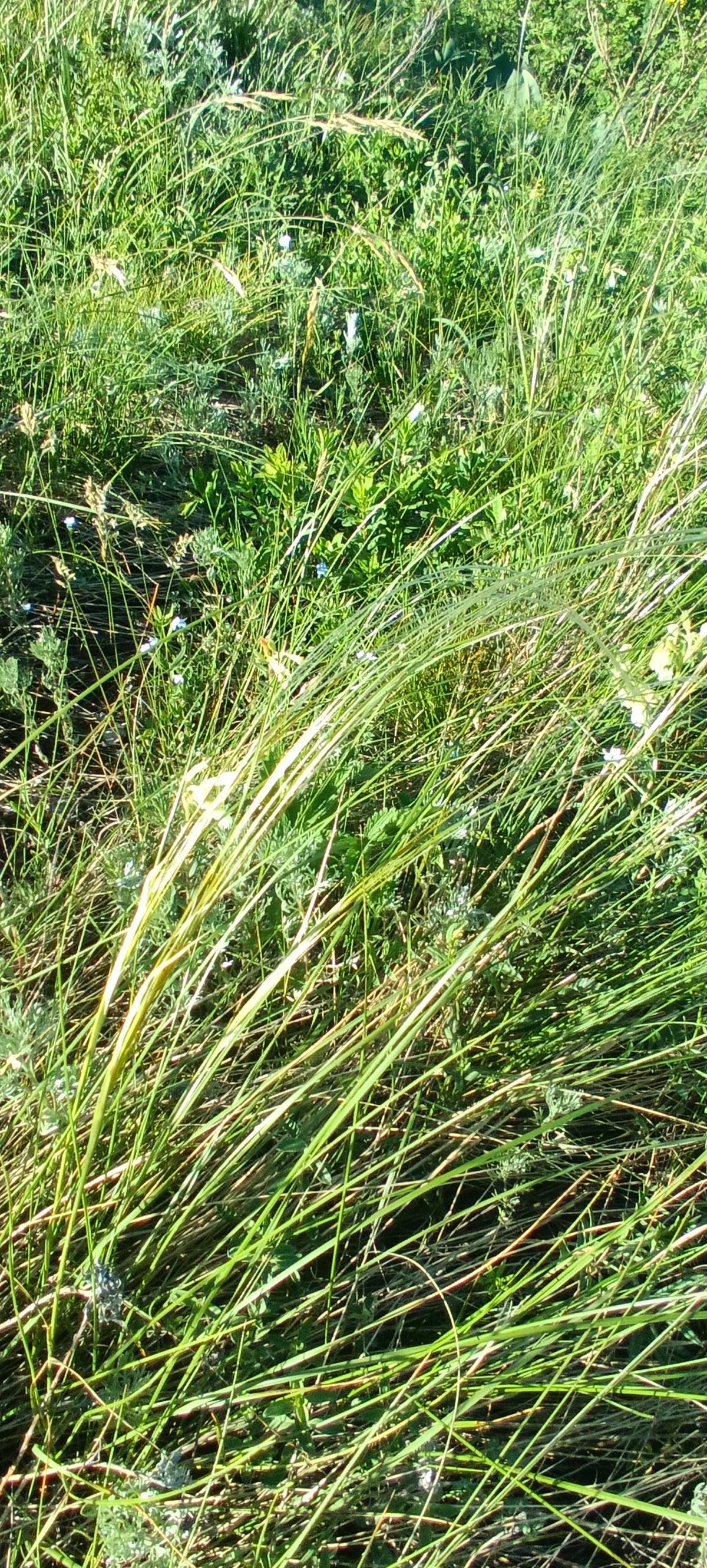 observation image