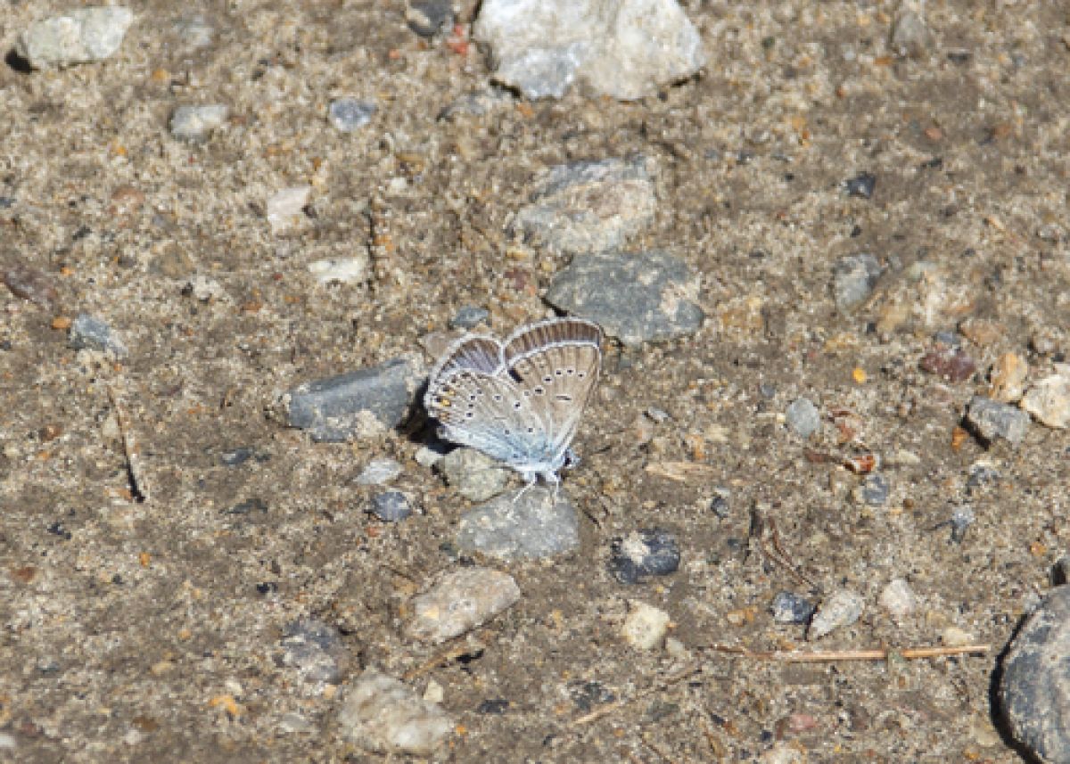observation image