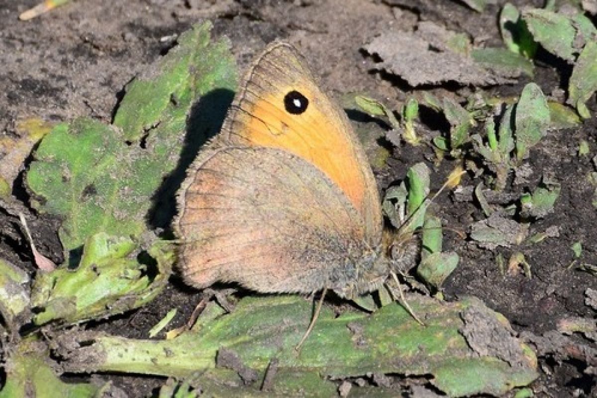 observation image