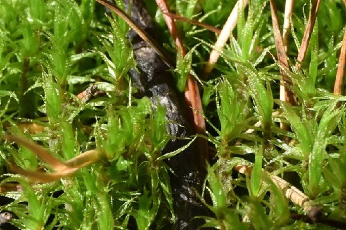 observation image